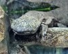 Гигантские саламандры размером с человека путают следы: ученые не могут найти чистокровок