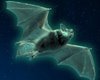 Летучие мыши неожиданно светятся зеленым: что вызывает призрачное свечение животных (фото)
