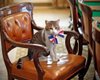 В Британии прооперировали кота Ларри, ставшего мемом после встречи с Зеленским