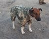 Воины на Донбассе пошили форму фронтовой собаке