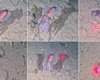 Ученые обнаружили удивительное морское животное там, где его никогда не видели (видео)