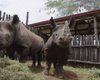 Европейских носорогов выпустят на волю в Африке