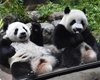 Китай отбирает у Японии панд, которые там жили 53 года