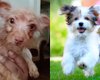 Похож на крысу: женщине подсунули в интернете не ту породу собаки (фото)