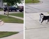 Женщина показала соседскую собаку, которая "выгуливает сама себя" без хозяина (видео)