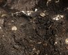 Находка клада стала необычным событием: чем удивил археологов остров Готланд (фото)