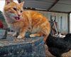 "Одна из них": кошка решила, что она курица и не отходит от стаи (видео)