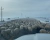 Проезд запрещен: в США огромное стадо овец заблокировало трассу (видео)