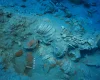 Сохранился через 2 тысячи лет: археологи нашли затонувший корабль с редким грузом (фото)