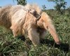 Единственный живой гигантский муравьед-альбинос в мире: на Земле не найти ему подобных (видео)
