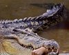 Нильских крокодилов разделили на два вида