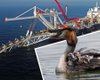 "Северный поток – 2": Защитники уток в Германии могут помочь Украине