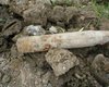  В киевском парке обнаружен артиллерийский снаряд 