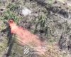 Бої за Бахмут: в 3 ОШБр показали, як ліквідували російських штурмовиків (відео)