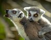Влюбленные лемуры проливают свет на тайну моногамии, - ученые