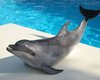 Киевские дельфинарии закроют, а животных отправят в Крым, - СМИ