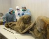 Российские ученые опровергли передачу останков мамонтенка для клонирования