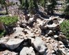 Самое старое дерево в мире уничтожено: сосну возрастом 4900 лет срубили ради науки