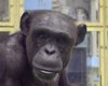 Читала на китайском и английском: кем была 49-летняя шимпанзе, которая недавно умерла (фото)