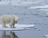 Исчезнут с лица Земли. К 2100 году на планете может не остаться белых медведей