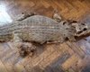 Находился под полом: в подвале английской школы обнаружили останки крокодила (фото)