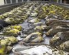 Почти 1000 птиц за день: почему они погибли, объясняют ученые
