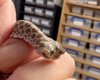 Один шанс на 100 тысяч: в зоомагазине вылупилась редкая двухголовая змея (видео)