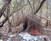 Дуже дивні предмети увійшли в побут птахів: від банок і дроту до іграшкових наручників