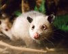 Умерла знаменитая косоглазая самка опоссума Хайди