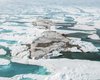 "Пошли собирать образцы": у берегов Гренландии случайно открыли самый северный остров в мире (фото)