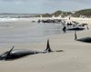 Впервые за 50 лет более 150 косаток выбросились на берег Тасмании: что не так с этим местом (видео)