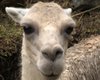 В Киевском зоопарке объяснили, почему умерла лама