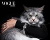 Коти стали героями нового номера Vogue Arabia