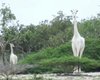 Кандидат на вымирание. Браконьеры убили последних белых жирафов, в живых остался один