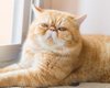Проверьте, есть ли ваша кошка в списке: 7 пород, которые больше всего подвержены риску теплового удара