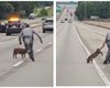 "Проворный и неугомонный": полиция показала забавные кадры ареста "нарушителя" на дороге (видео)