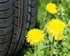 Американцы будут выпускать шины из одуванчиков: их готовят для военной техники