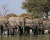 Заради туризму і національних парків Зімбабве продасть права на вбивство 500 слонів