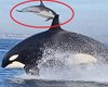 Террор в открытом океане: 6-тонный хищник выбросил дельфина из воды с невероятной силой