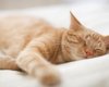 Видят ли кошки сны: ученые смогли ответить на вопрос и даже рассказать, что им снится