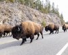 Після 100 років поневірянь знамениті стада бізонів Єлловстоуна об'єдналися воєдино (фото)