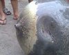 В Бразилии с неба упал металлический шар 