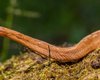Маленька змія з великою таємницею. В Еквадорі знайшли удава, який зберігає таємницю 150 мільйонів років