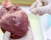 Первая пересадка сердца от свиньи человеку: ученые выяснили, почему она потерпела неудачу