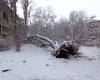 Снегопад в Одессе: упали деревья, остановился электротранспорт (фото)