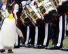 Пингвин из Шотландии дослужился до генерала в норвежской гвардии