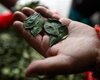 В Боливии разрешили жевать листья коки в ритуальных целях