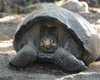 Отдыхала на острове. Ученые нашли черепаху, которая "вымерла" более 100 лет назад