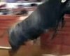В Мексике во время кориды бык набросился на зрителей (видео)