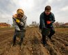 Пора сажать. Угрожает ли Украине дефицит картофеля в 2022 году